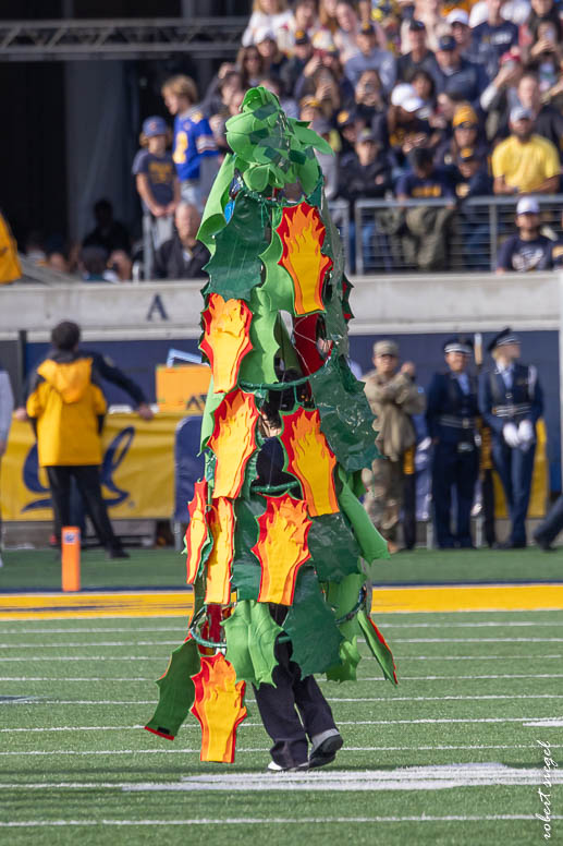 stanford football 2024